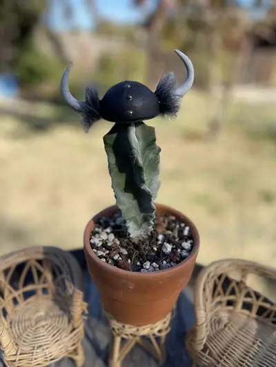 plant/Viking Helm for Cacti/Plants (appx 4” wide, appx 1.5” tall - plant not included)-0-thumbnail