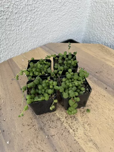 plant/2” bundle of 4 pearls-0-thumbnail