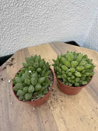 plant/4” bundle of 2 cathedral hawortia-0-thumbnail