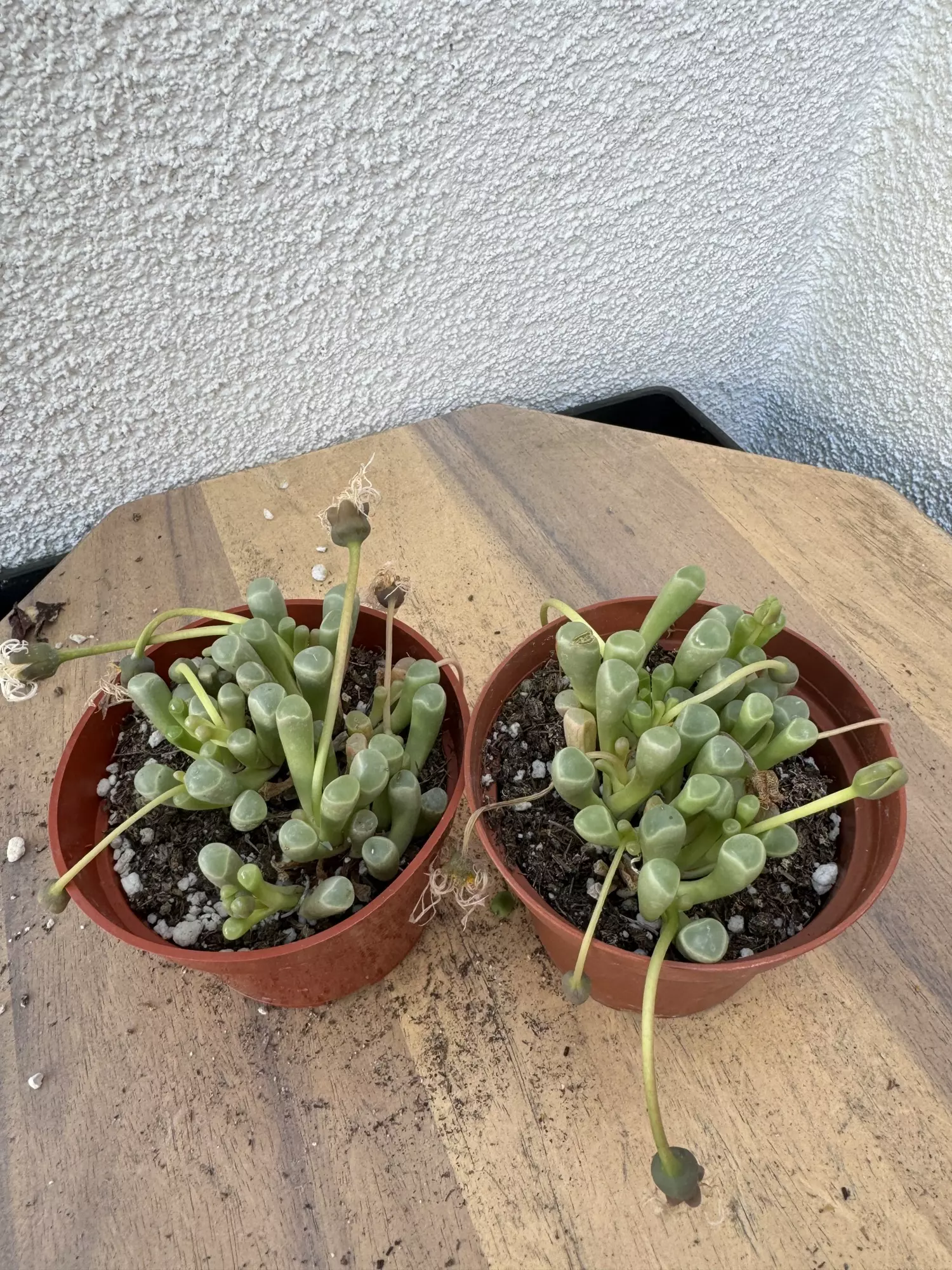 plant/4” bundle of 2 little toes-0