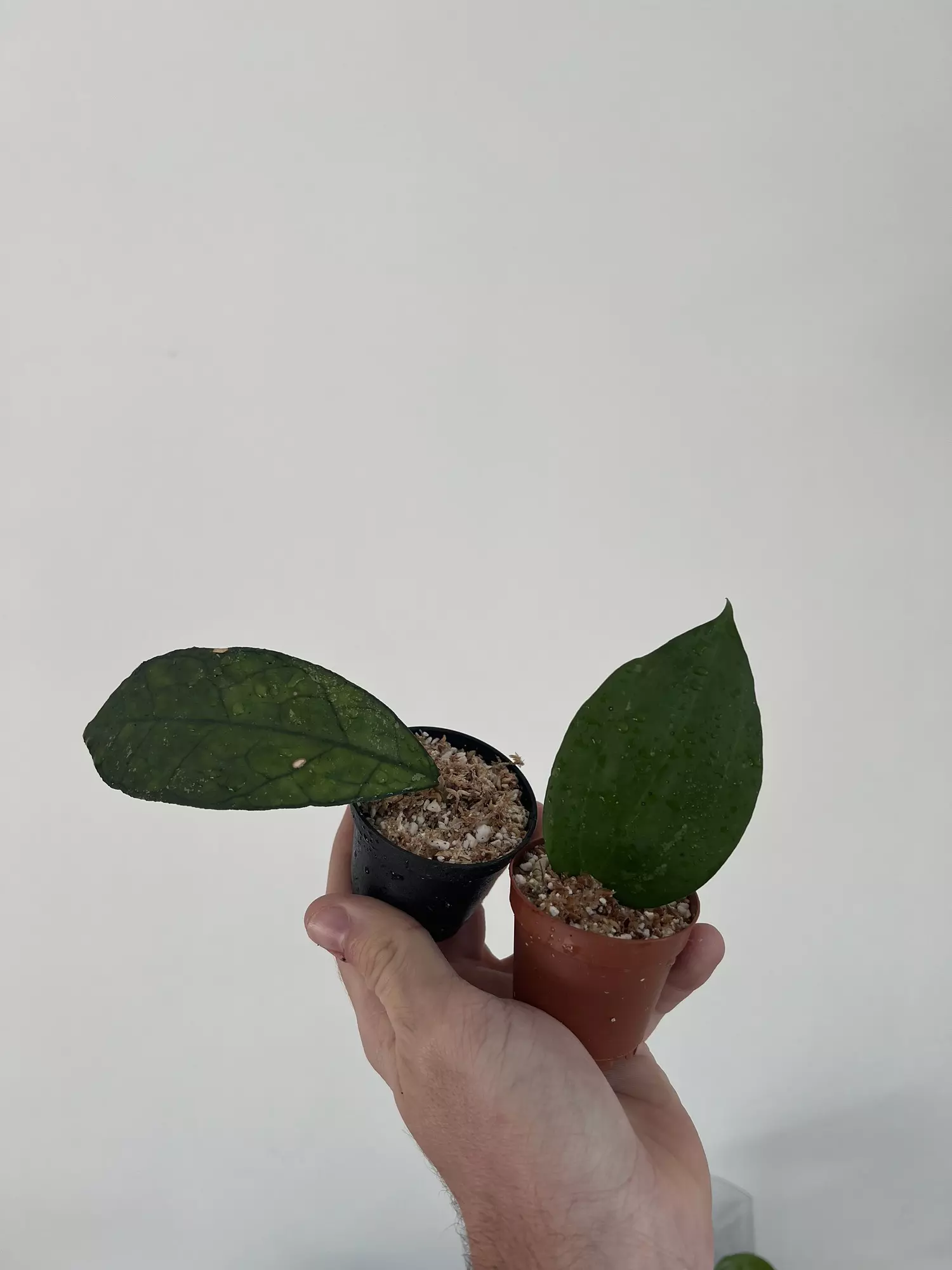 plant/BUNDLE - Hoya finlaysonii nova & Hoya latifolia bai bua -0