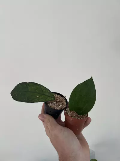 plant/BUNDLE - Hoya finlaysonii nova & Hoya latifolia bai bua -0-thumbnail