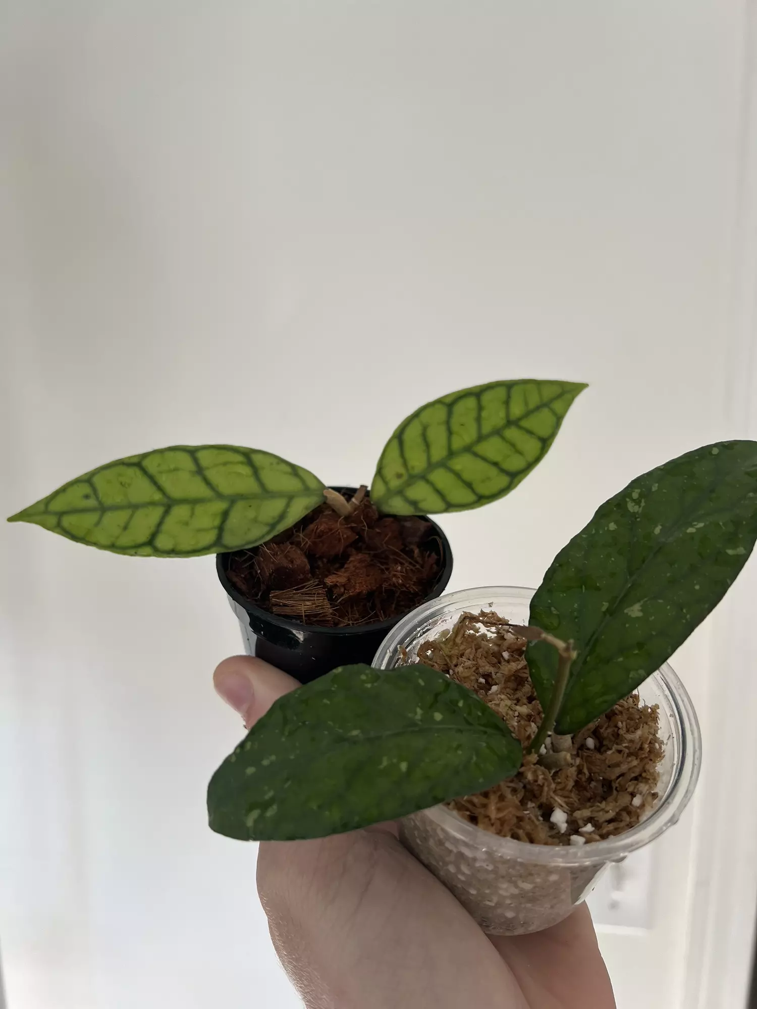 plant/BUNDLE - Hoya callistophylla & Hoya sp. takengon-0