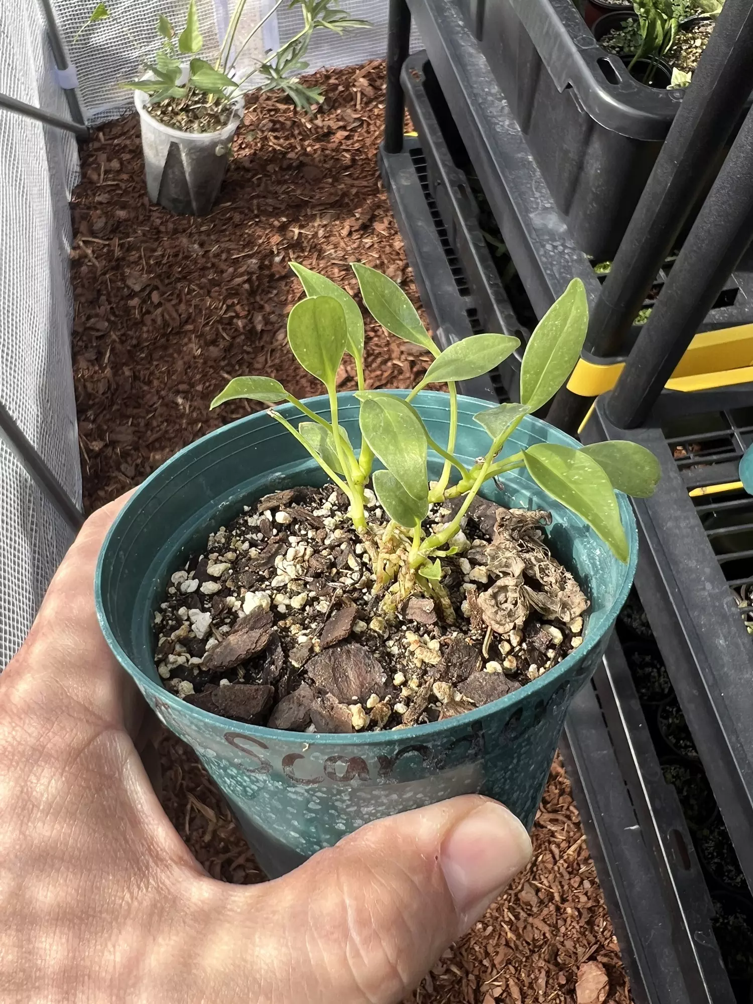 plant/Anthurium Scandens -0