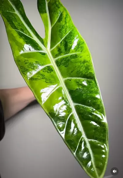 plant/CORM - Aurea/GoG Longliloba-0-thumbnail