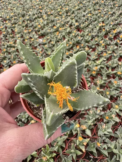 plant/2.5” tiger jaw-0-thumbnail