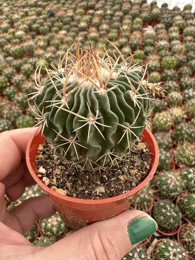 plant/2.5” strnocactus-0-thumbnail