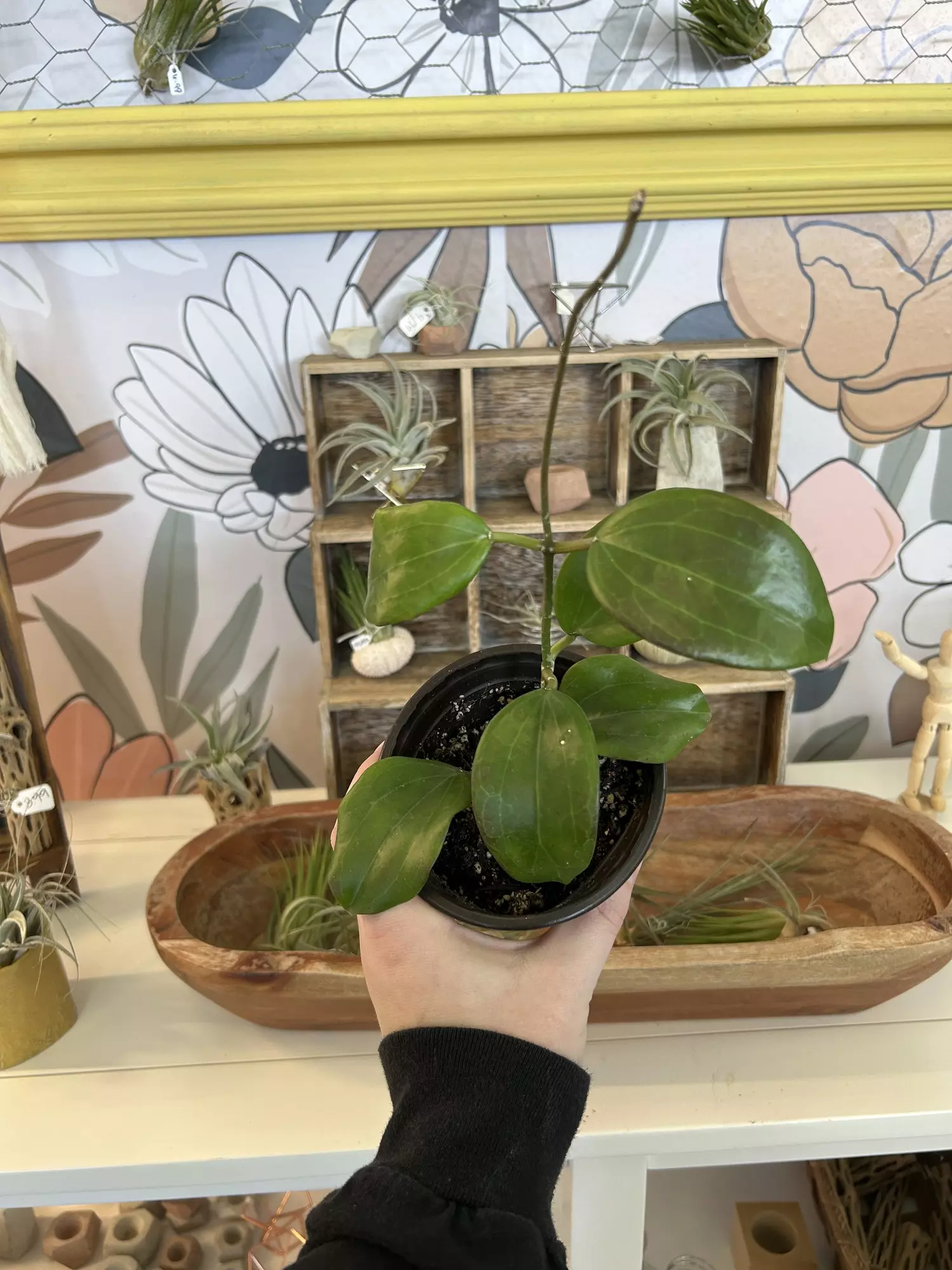 plant/1060 Hoya quinquenervia -0