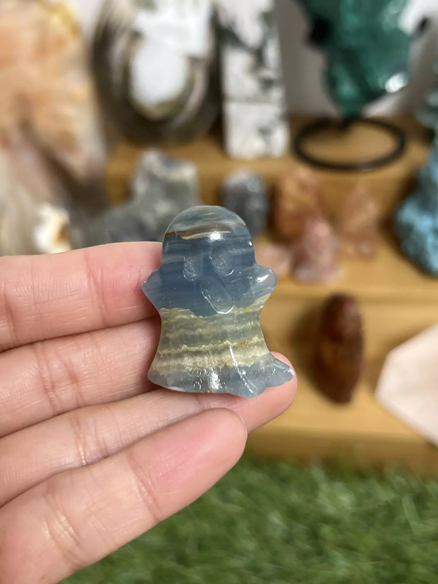 plant/Blue Onyx Ghost-0