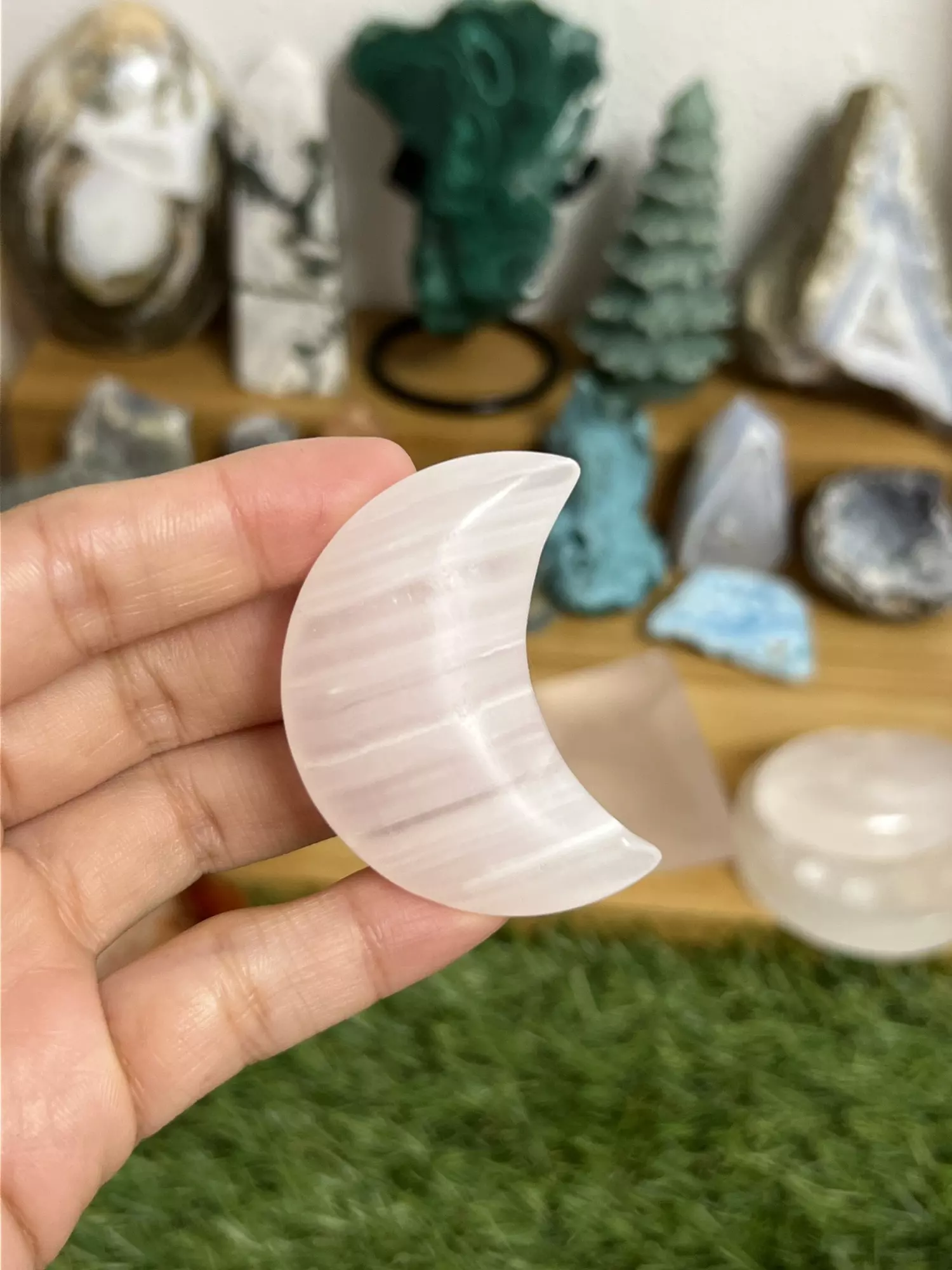 plant/Mangano Calcute Moon-0