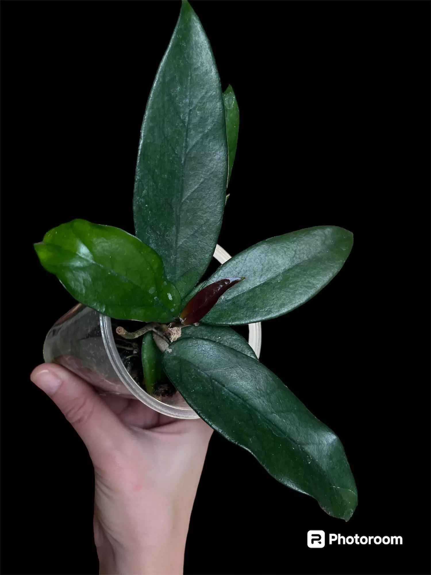 plant/For Mikithak ONLY Hoya dasyantha rooted 4” -0