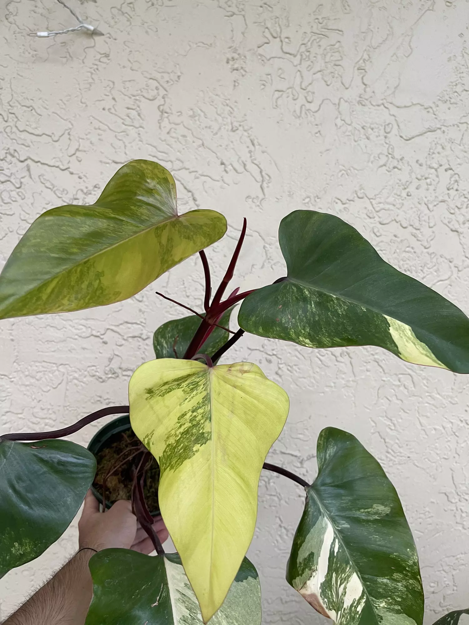 plant/🌱6” Philodendron Strawberry Shake-2