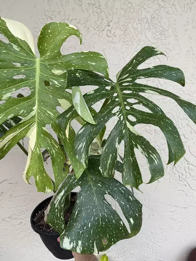 plant/🌱8” Monstera Thai Constellation-3-thumbnail