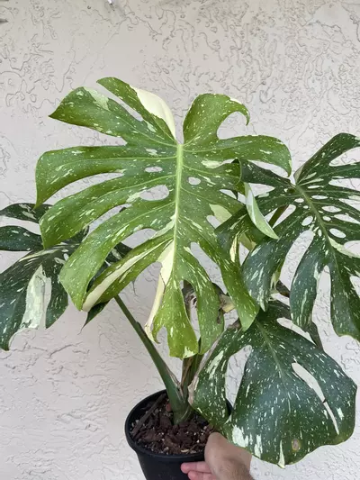 plant/🌱8” Monstera Thai Constellation-4-thumbnail