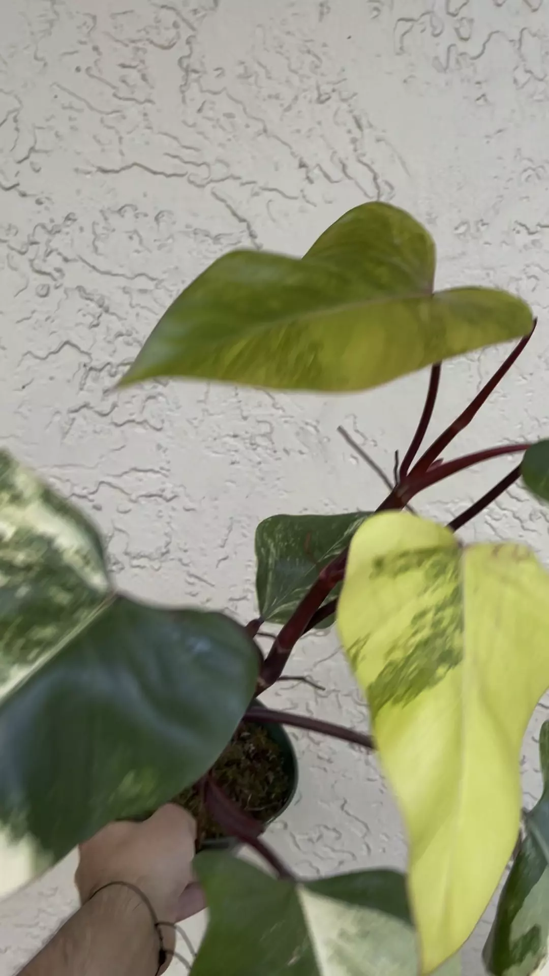 plant/🌱6” Philodendron Strawberry Shake-0