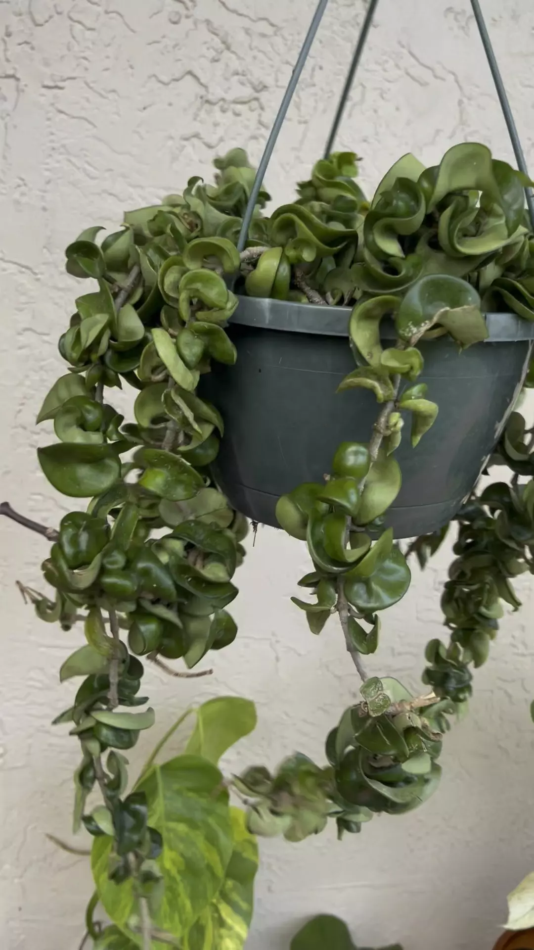 plant/🌱8” Trailing Hoya Compacta/Hindu Rope-0