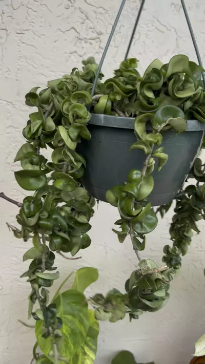 plant/🌱8” Trailing Hoya Compacta/Hindu Rope-0-thumbnail