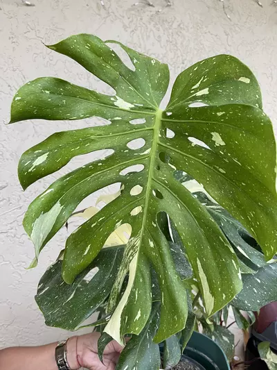 plant/🌱 6” Monstera Thai Constellation-3-thumbnail