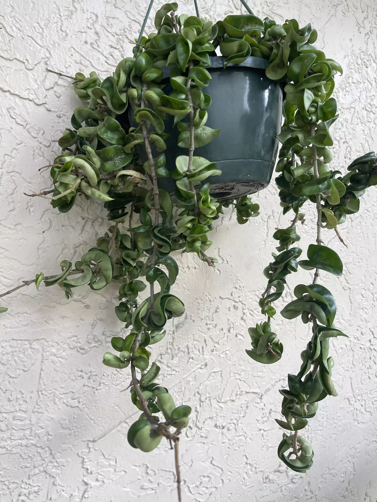 plant/🌱8” Trailing Hoya Compacta/Hindu Rope-1