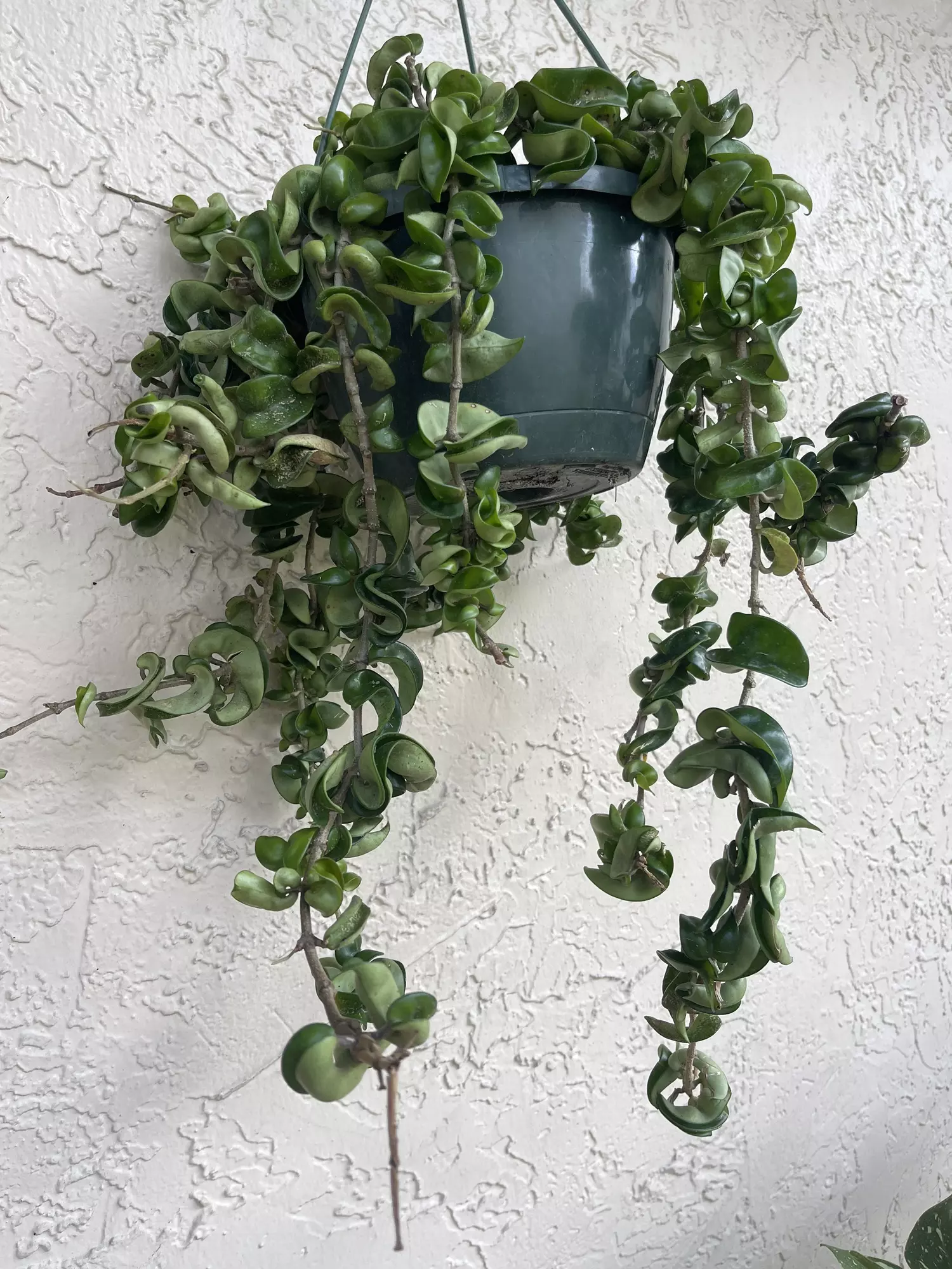 plant/🌱8” Trailing Hoya Compacta/Hindu Rope-2