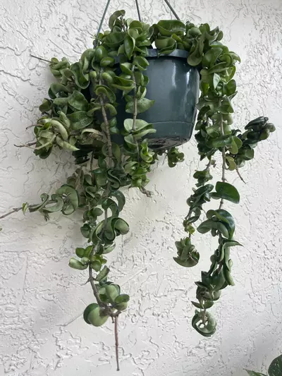 plant/🌱8” Trailing Hoya Compacta/Hindu Rope-2-thumbnail