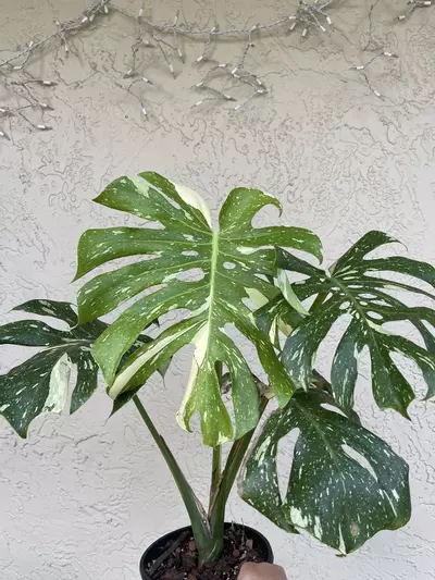 plant/🌱8” Monstera Thai Constellation-0-thumbnail