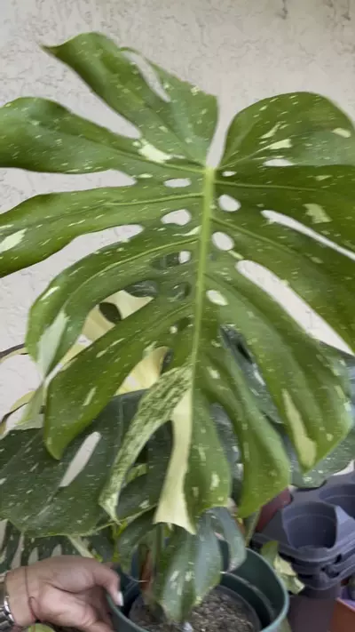 plant/🌱 6” Monstera Thai Constellation-0-thumbnail