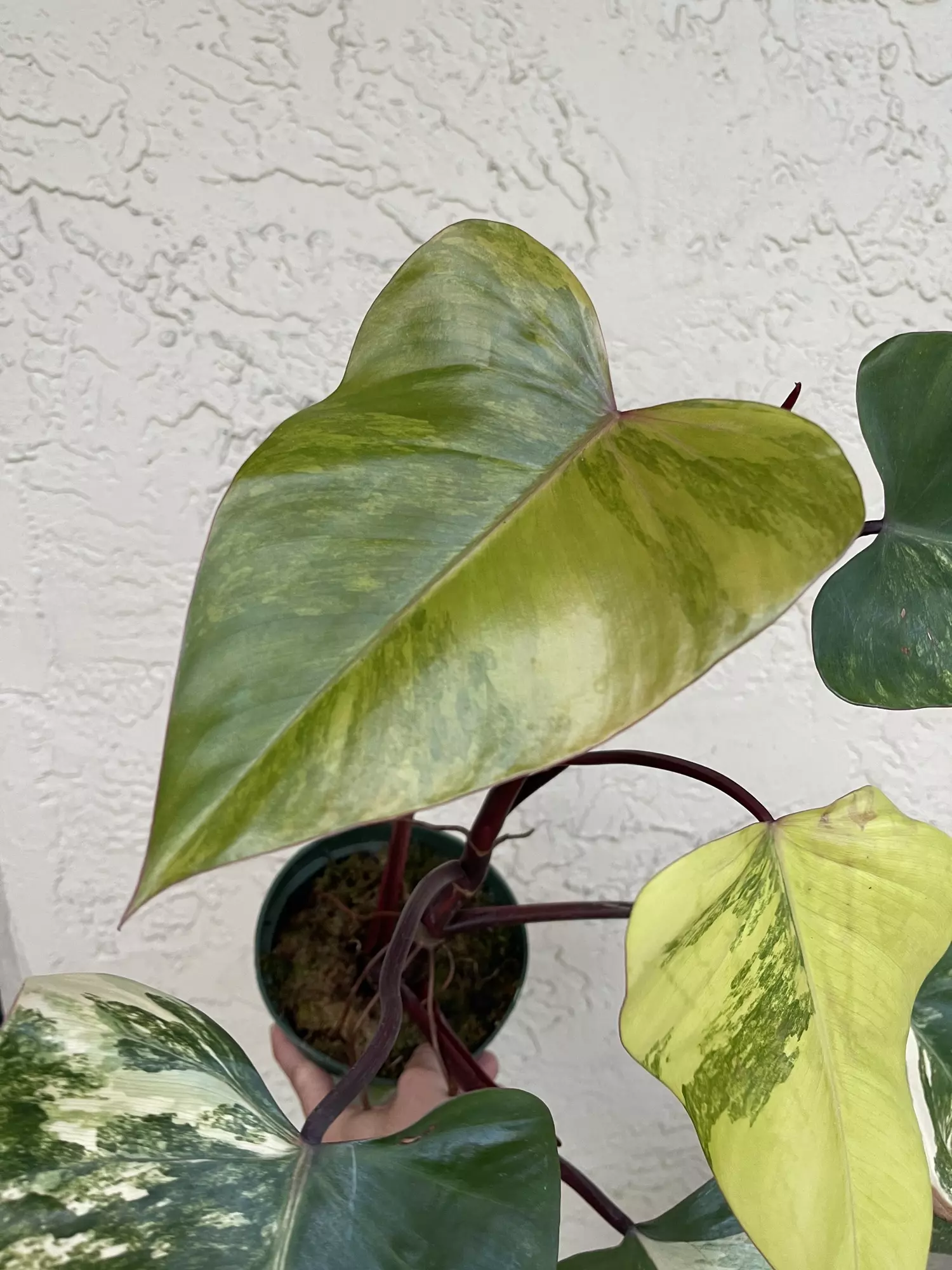 plant/🌱6” Philodendron Strawberry Shake-1