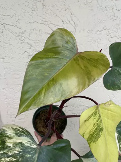 plant/🌱6” Philodendron Strawberry Shake-1-thumbnail