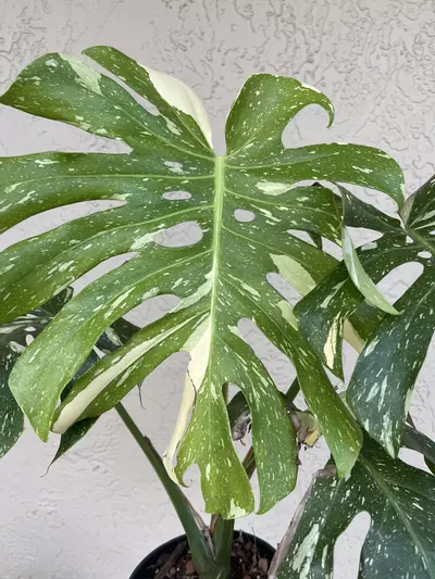 plant/🌱8” Monstera Thai Constellation-1-thumbnail