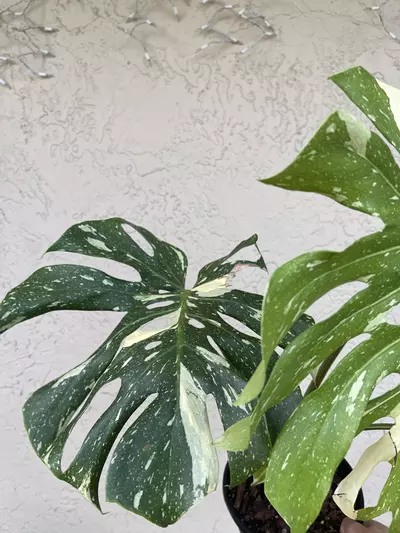 plant/🌱8” Monstera Thai Constellation-2-thumbnail
