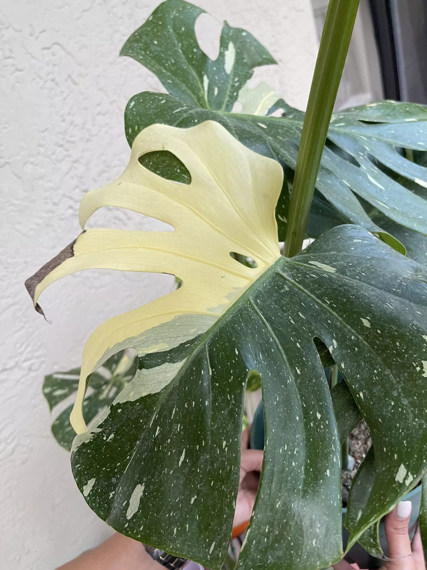 plant/🌱 6” Monstera Thai Constellation-1