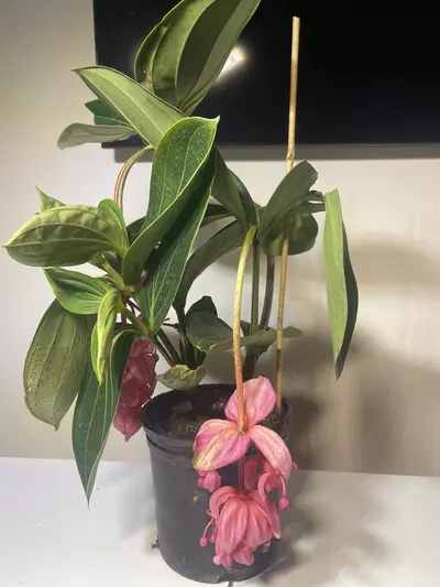 plant/Medinilla Magnifica Royal Glow 6 inch pot-2-thumbnail