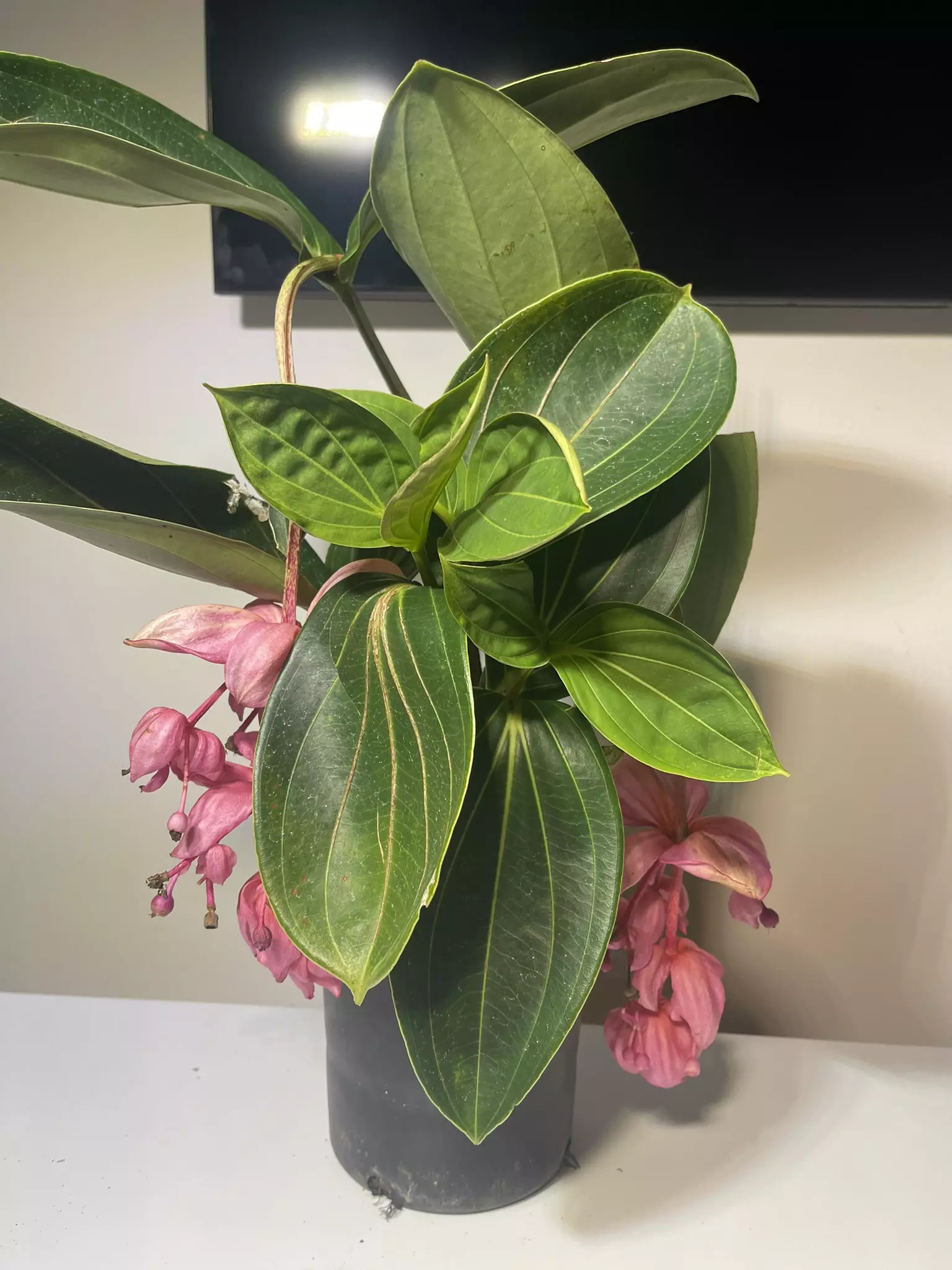 plant/Medinilla Magnifica Royal Glow 6 inch pot-0