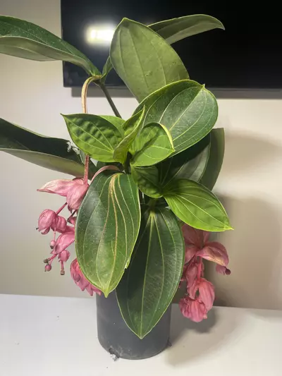 plant/Medinilla Magnifica Royal Glow 6 inch pot-0-thumbnail