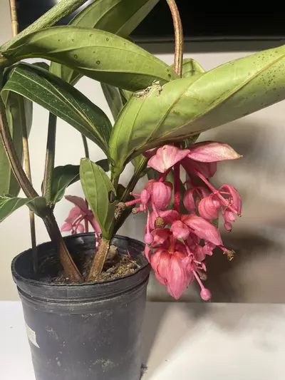 plant/Medinilla Magnifica Royal Glow 6 inch pot-1-thumbnail