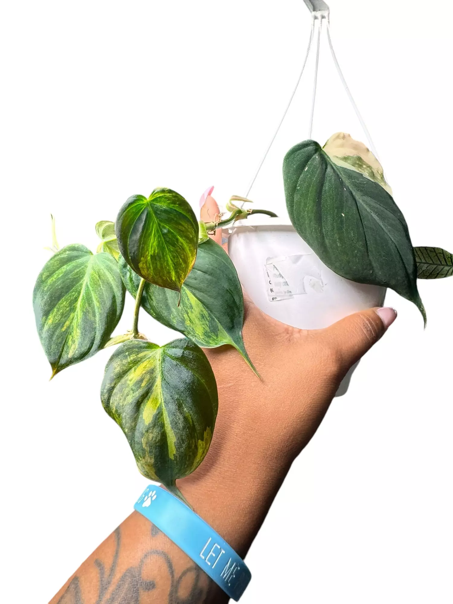 plant/Philodendron Micans Variegated-0