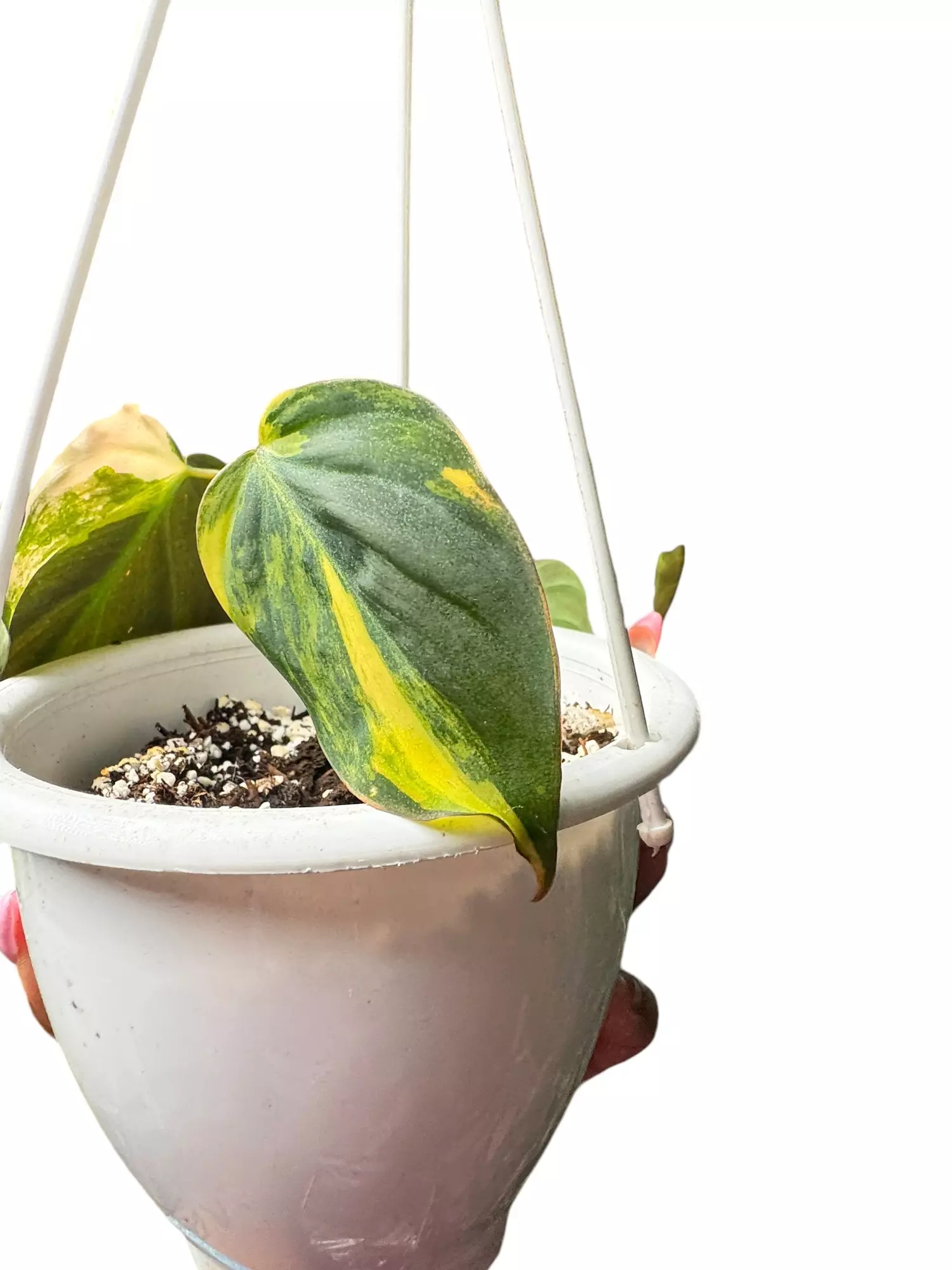 plant/Philodendron Micans Variegated-2