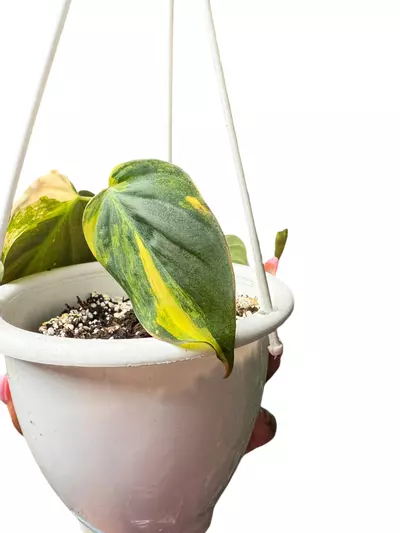 plant/Philodendron Micans Variegated-2-thumbnail