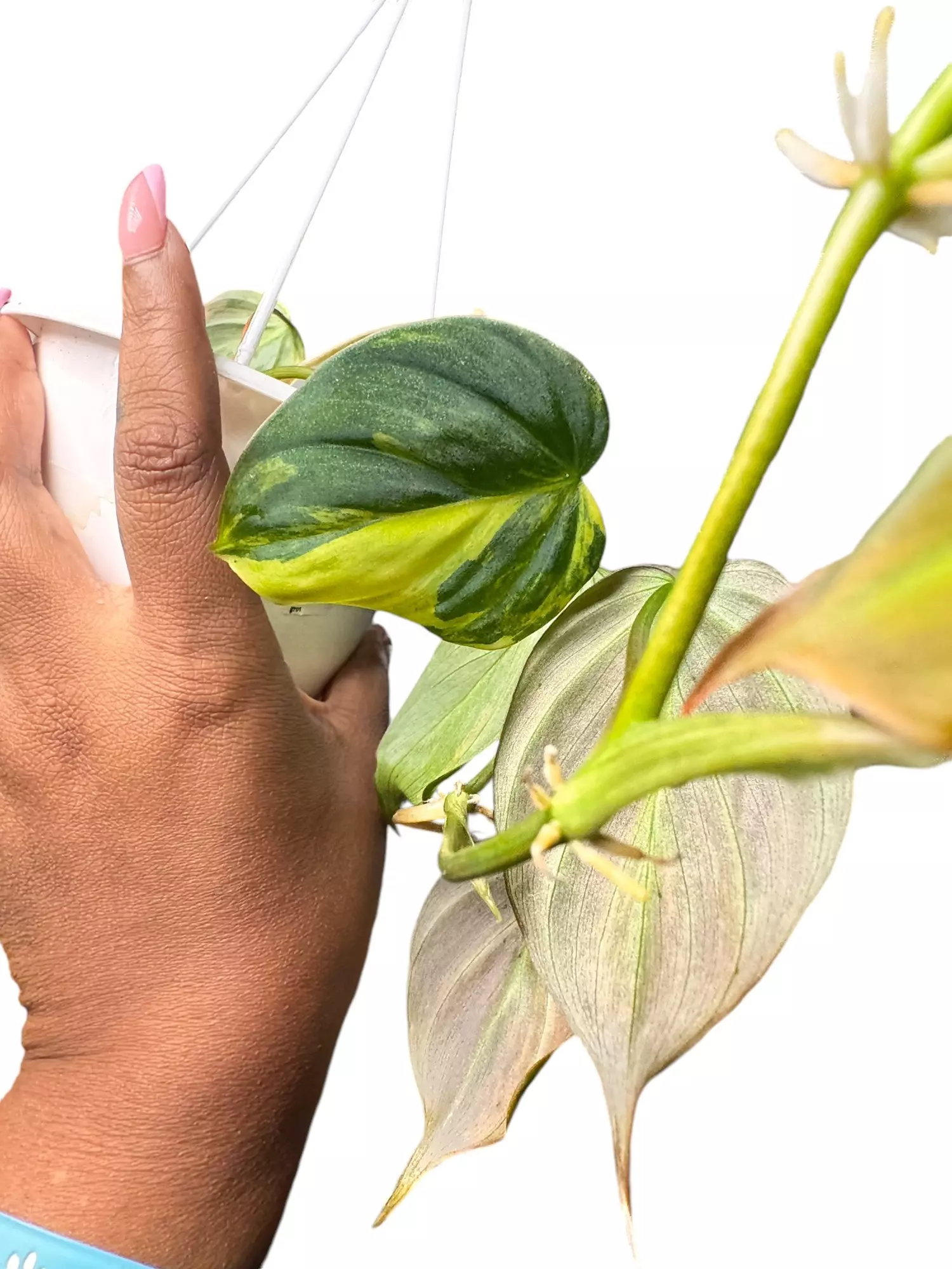 plant/Philodendron Micans Variegated-1