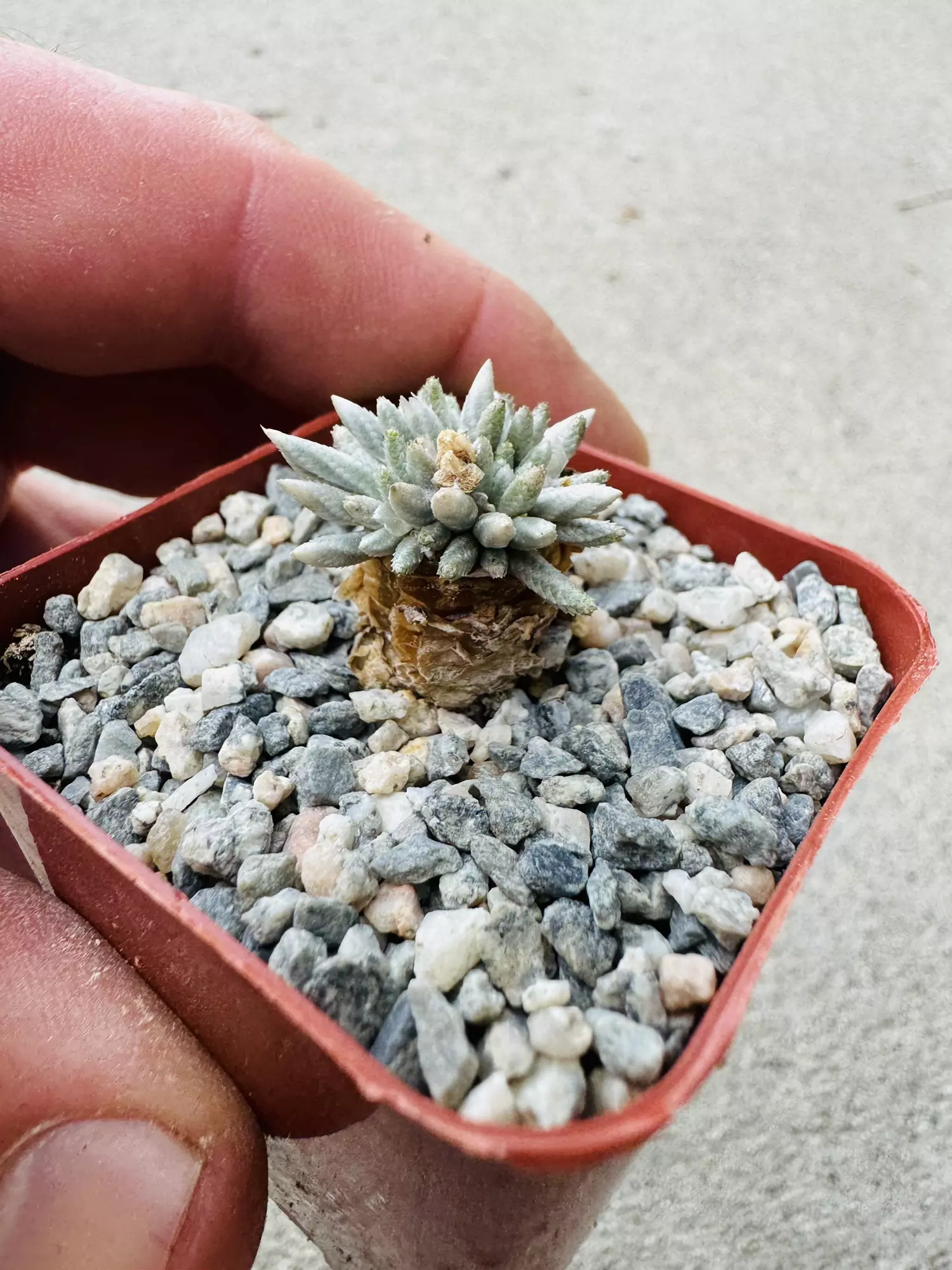 plant/2” pot avonia quinaria-0