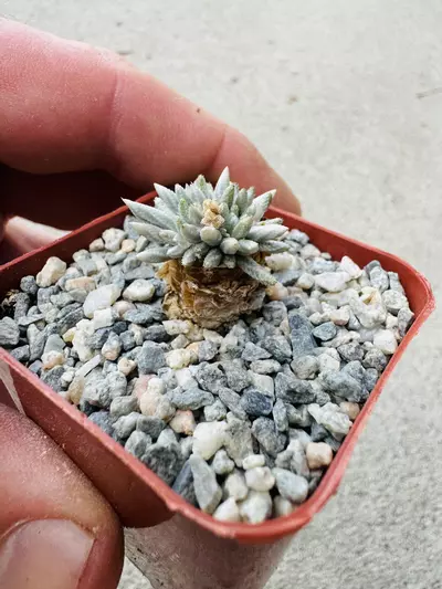 plant/2” pot avonia quinaria-0-thumbnail