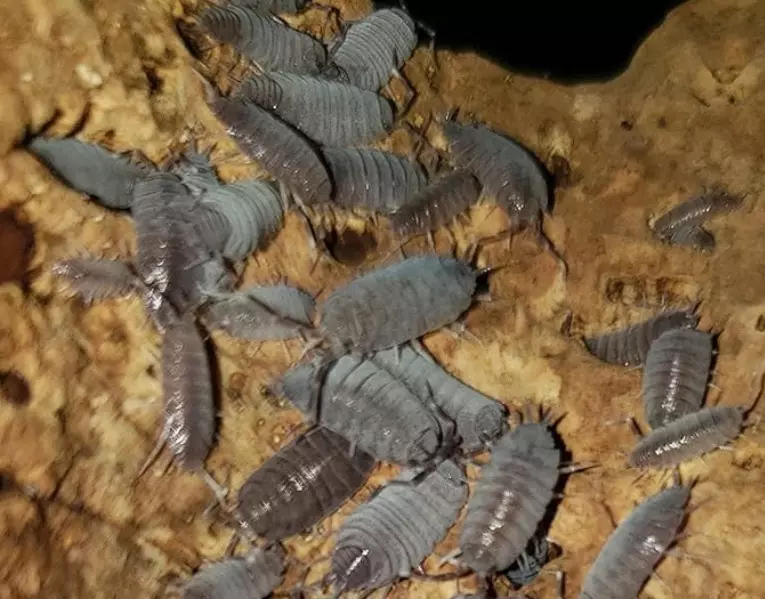 plant/Powder blue isopods 12ct-0