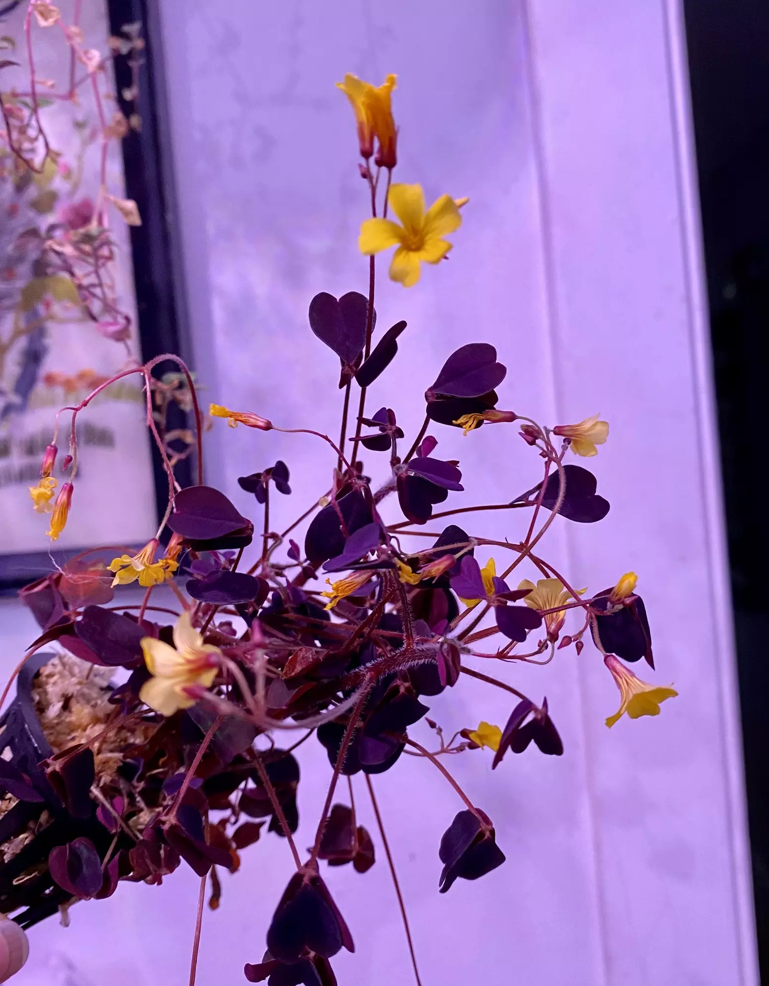 plant/Oxalis ‘Plum Crazy’ starter chunk Growers choice-0