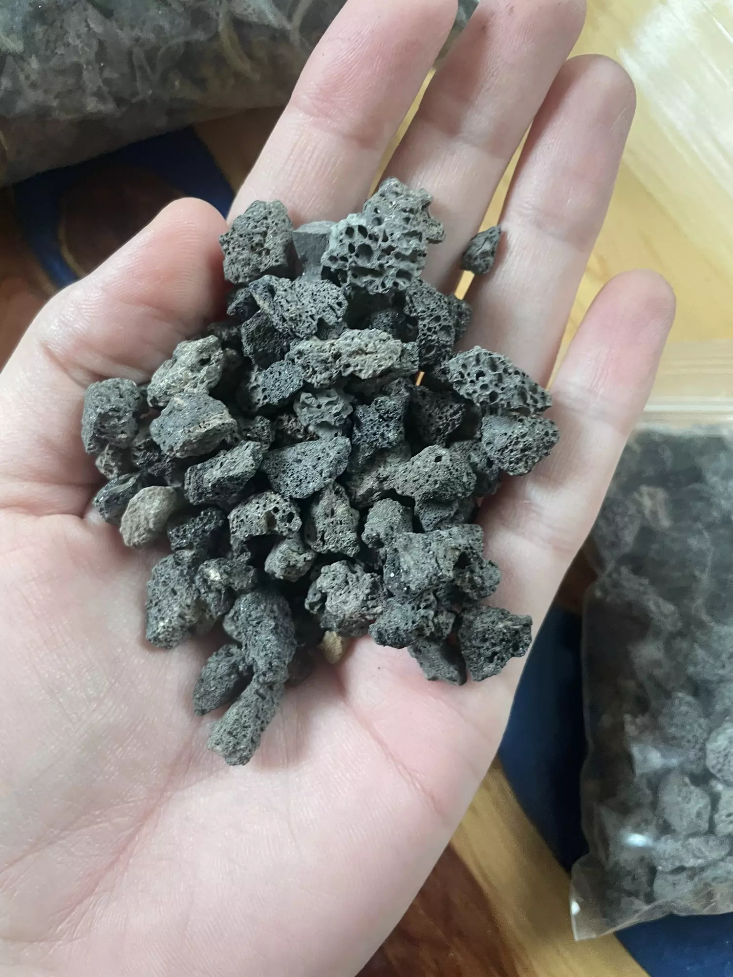 plant/Black lava rock-1