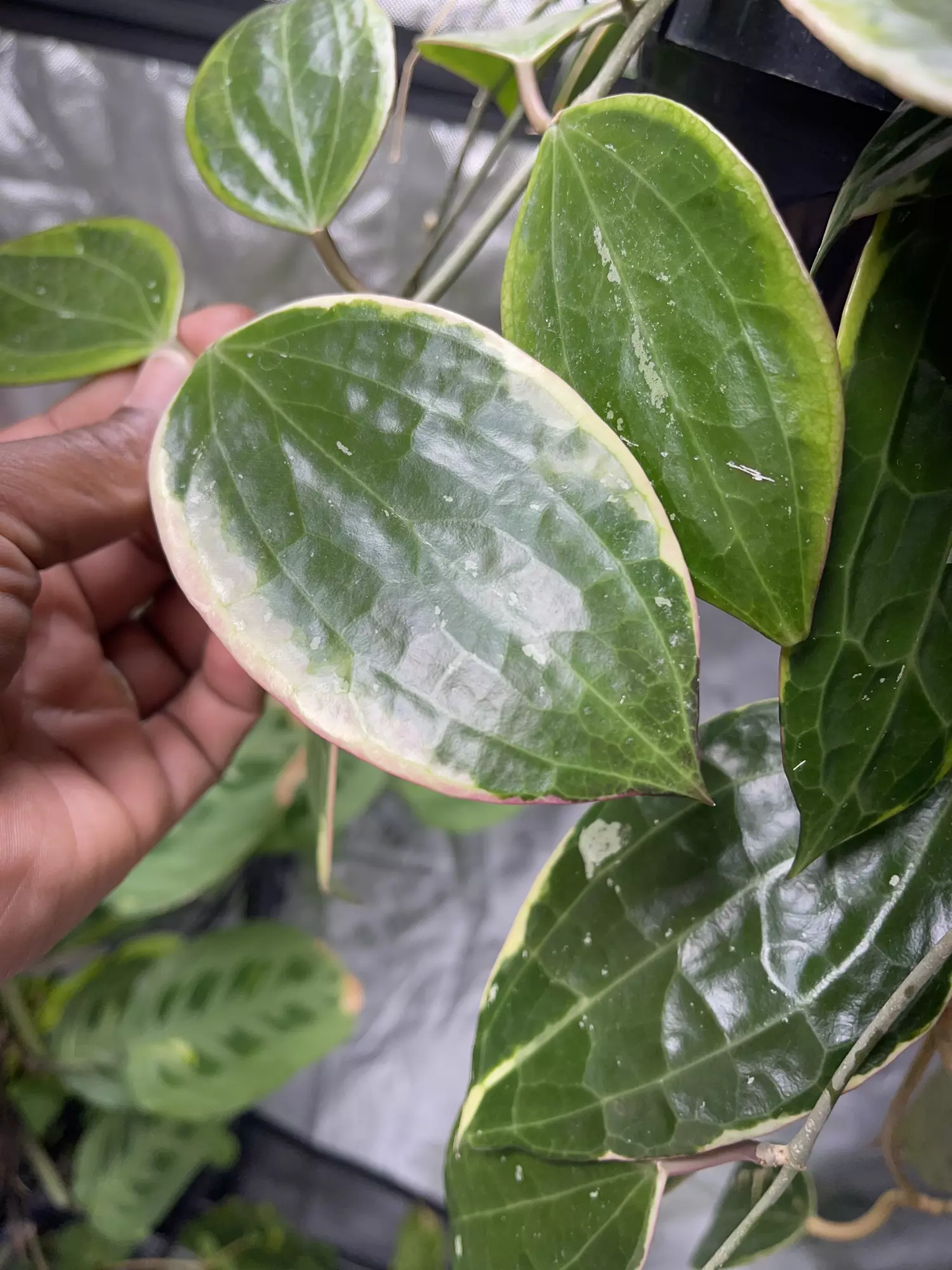 plant/Macrophylla Albomarginata cutting-multiple growth points to propagate 💚🌱-1