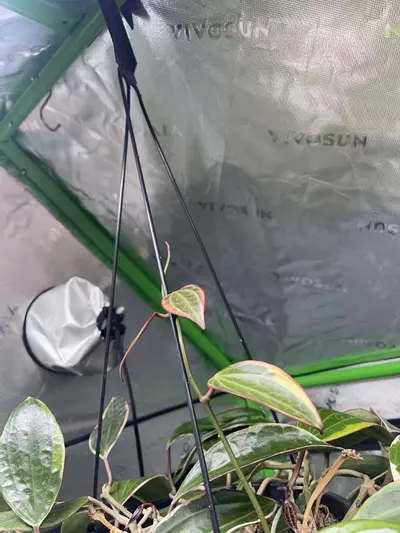 plant/Macrophylla Albomarginata cutting-multiple growth points to propagate 💚🌱-2-thumbnail