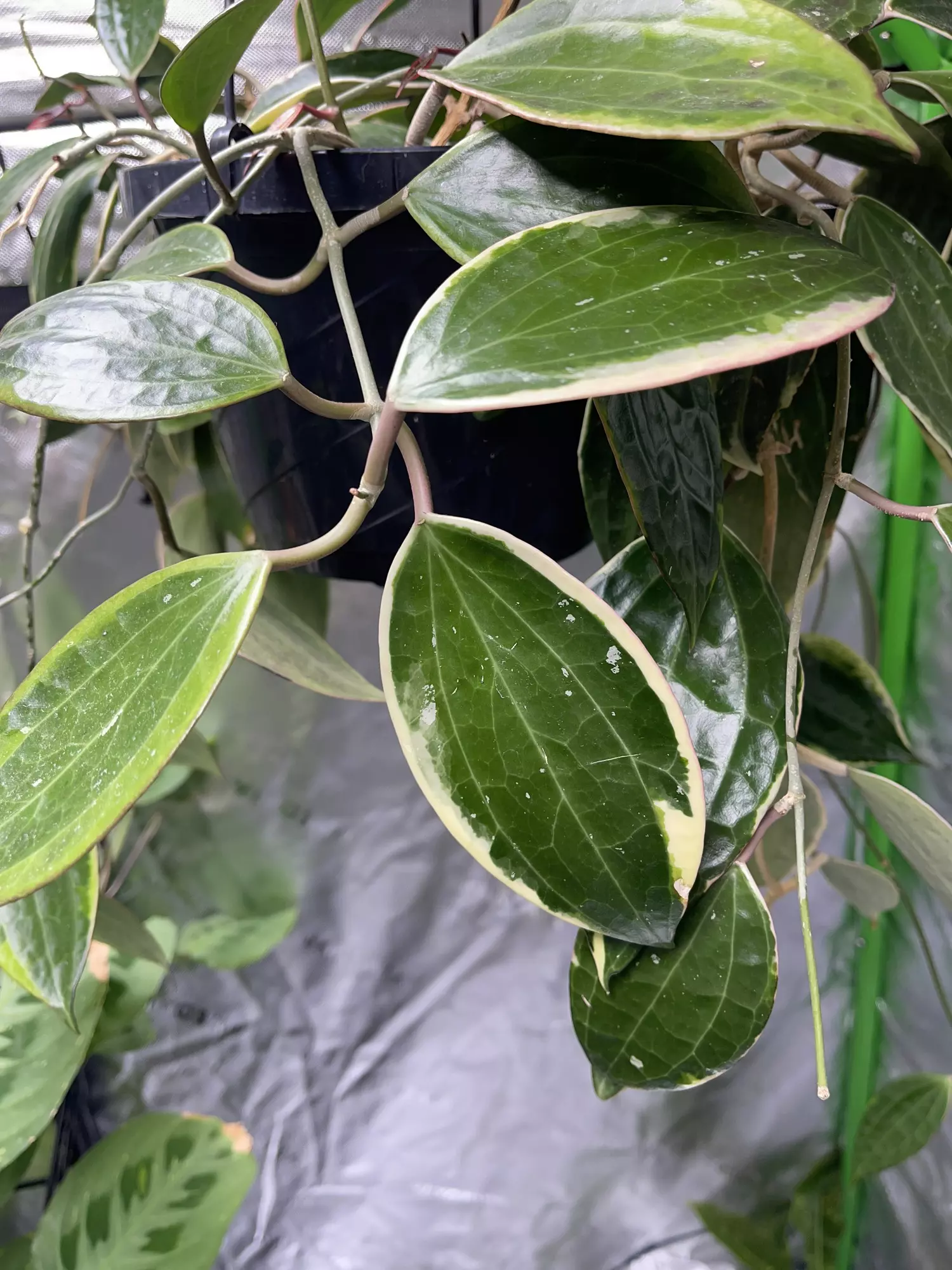 plant/Macrophylla Albomarginata cutting-multiple growth points to propagate 💚🌱-0