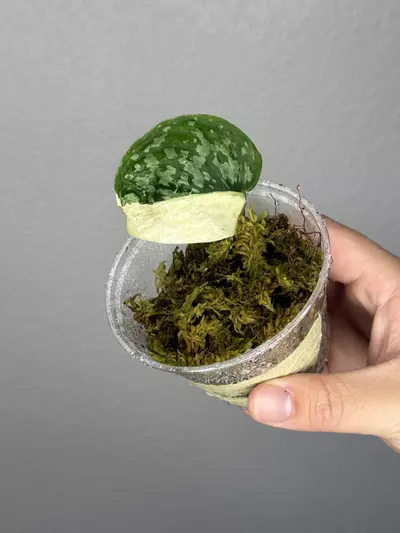 plant/Scindap Simbara rooted-0-thumbnail