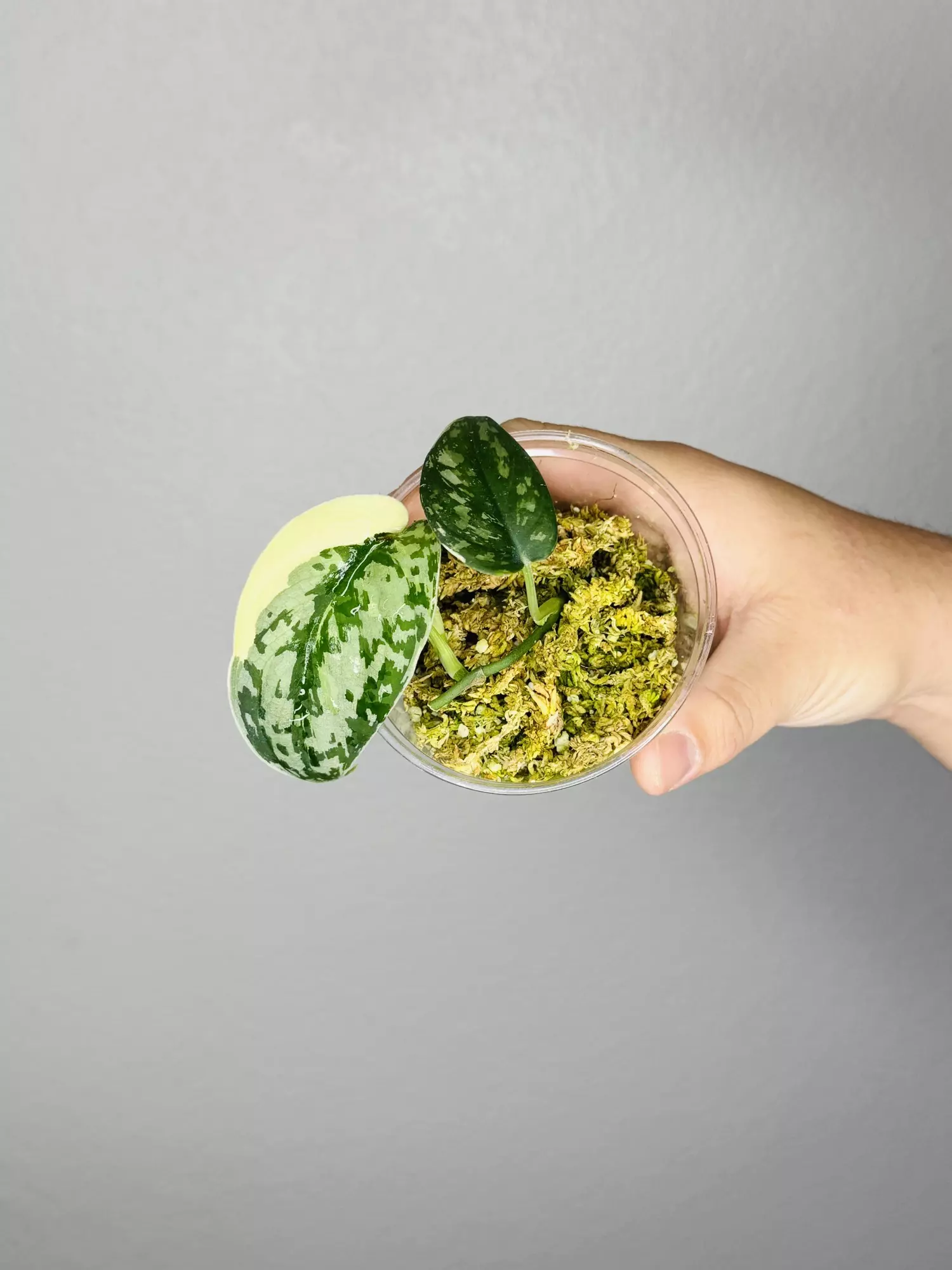 plant/Scindap Mayari -0